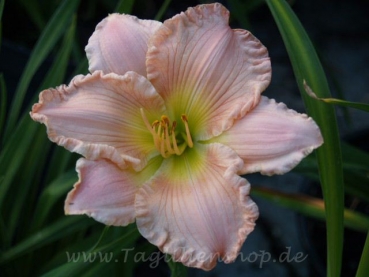 Daylily Study in Ruffles