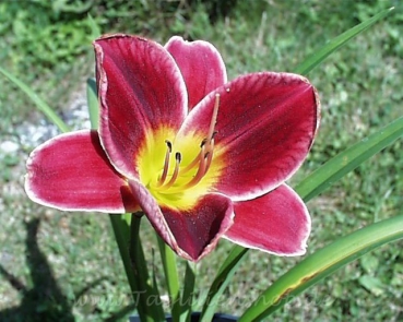 Daylily Sultans Warrior