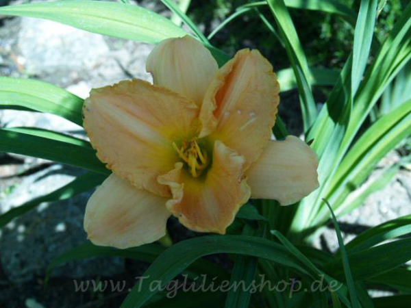 Daylily Sunday Silence