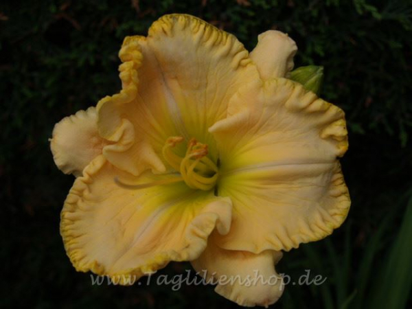Daylily Sunset Rendezvous