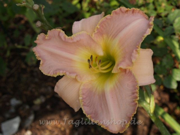 Taglilie Tall Surprise