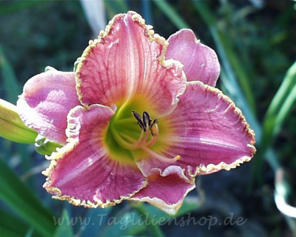 Taglilie Timeless Romance