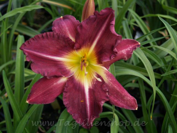 Daylily Tooth