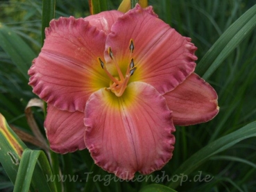 Daylily Treasure of the Southwest