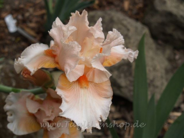 Tropical Passion