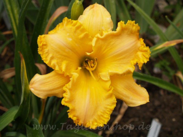 Daylily Twentieth Century Revival