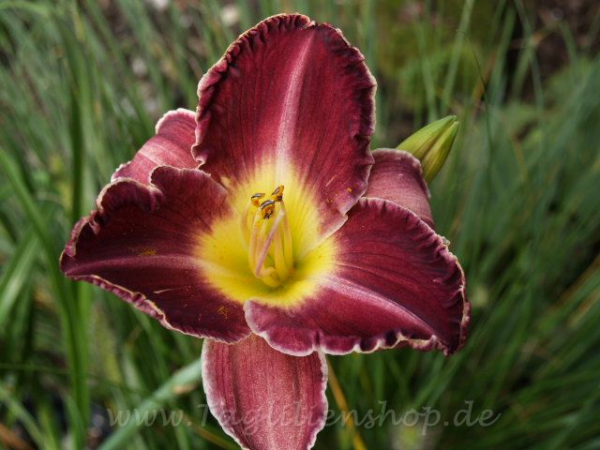 Daylily Vatican City
