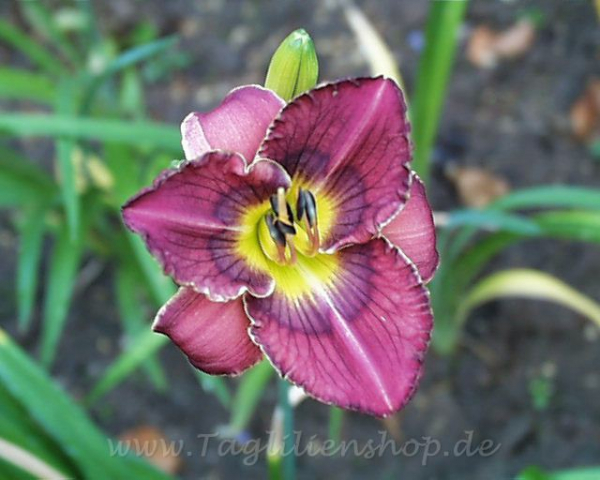 Daylily West Coast Blues