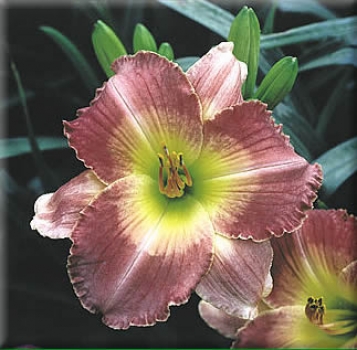 Taglilie Wide Open Spaces