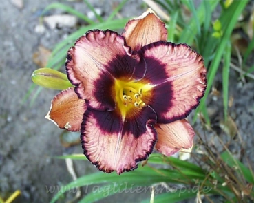 Taglilie Winyah Spring Champ