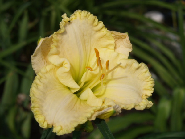 Daylily Wonder Of It All