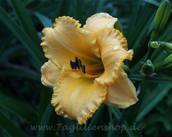 Taglilie All The Riches