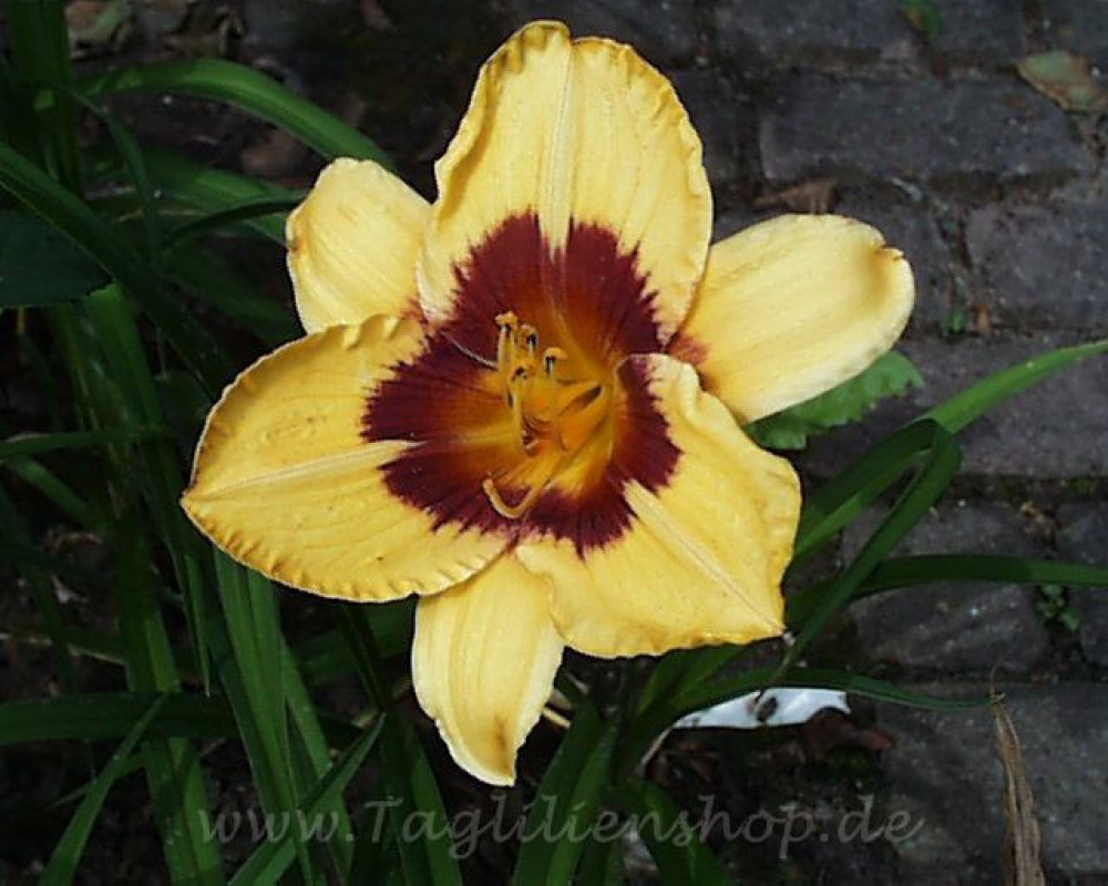 Daylily Always Present