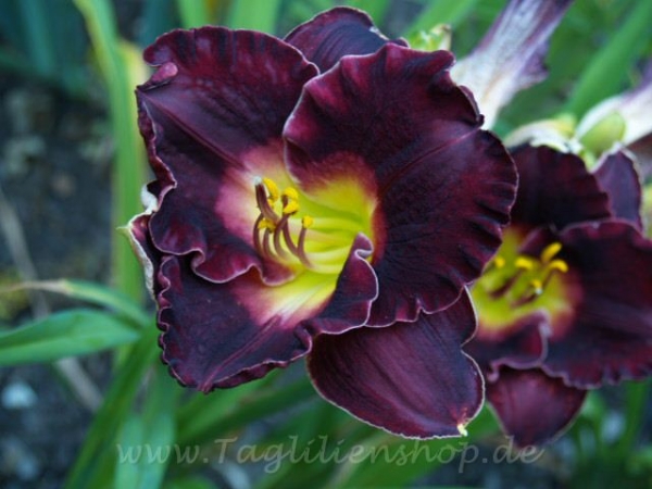 Daylily Blackjack Cherry