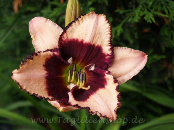 Daylily Bold Heritage