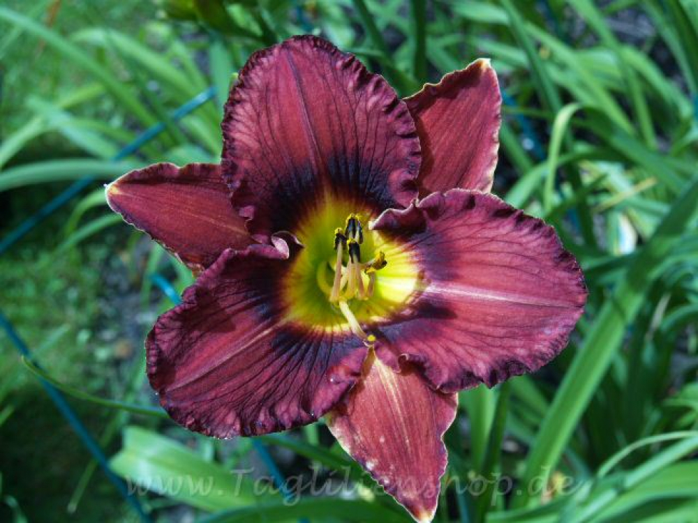 Daylily Accerelamento