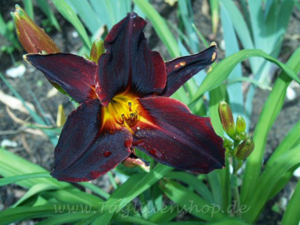 Daylily Black Plains
