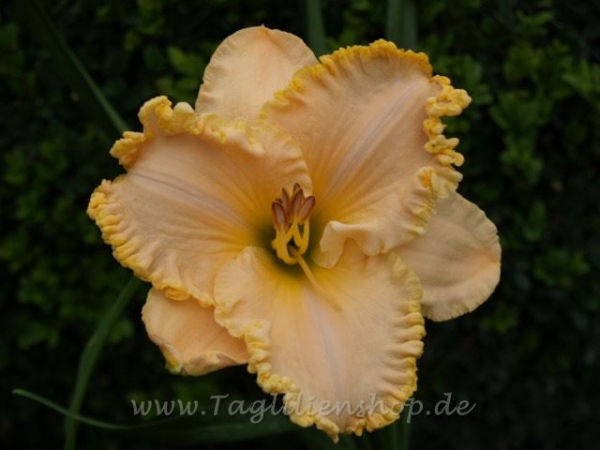 Daylily Browns Ferry Peaches N' Cream