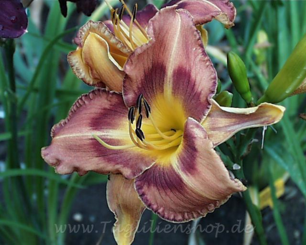 Daylily Armin's Pride