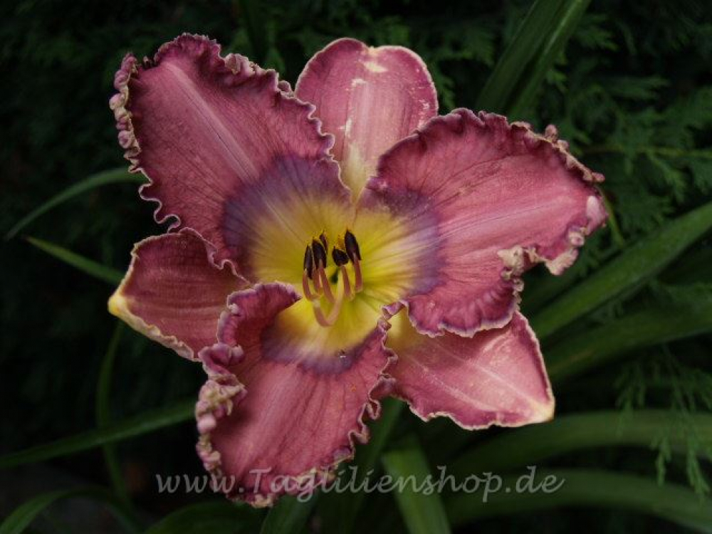 Daylily Attention To Detail