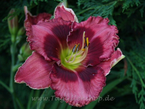 Daylily Asheville Tourist