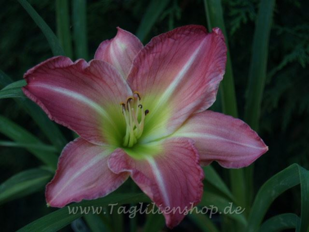 Daylily A Friend To All