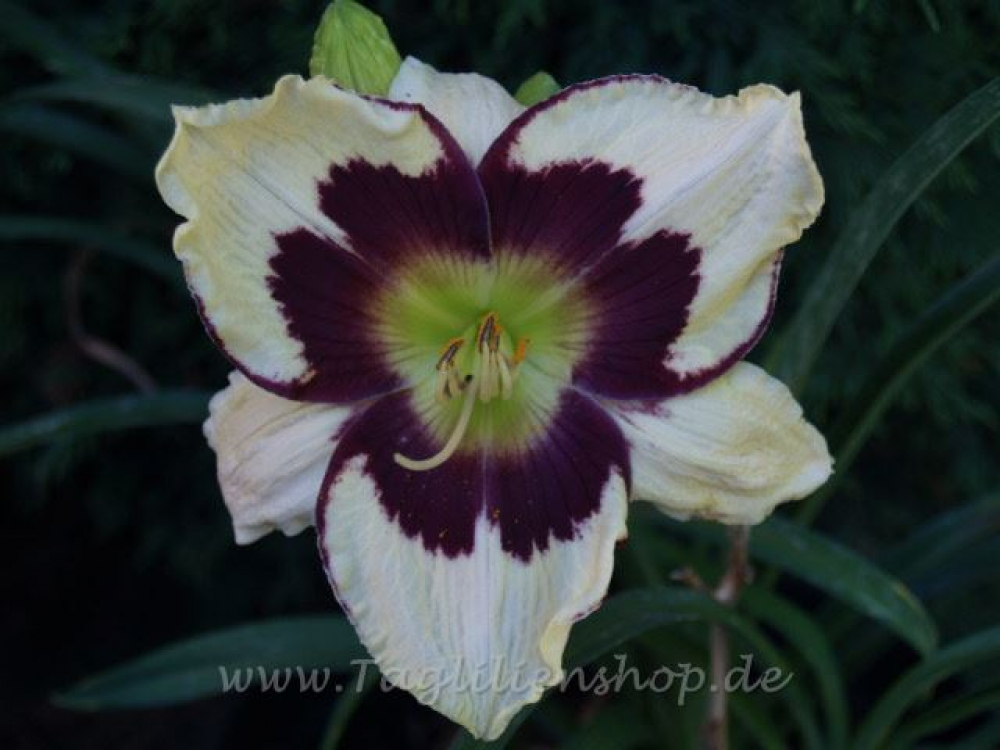 Daylily A Gathering of Angels