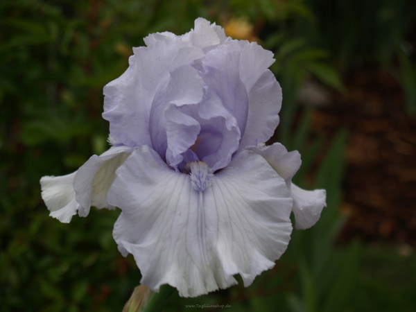After the Rain