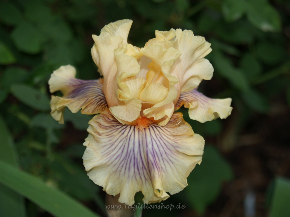Cottilion Gown