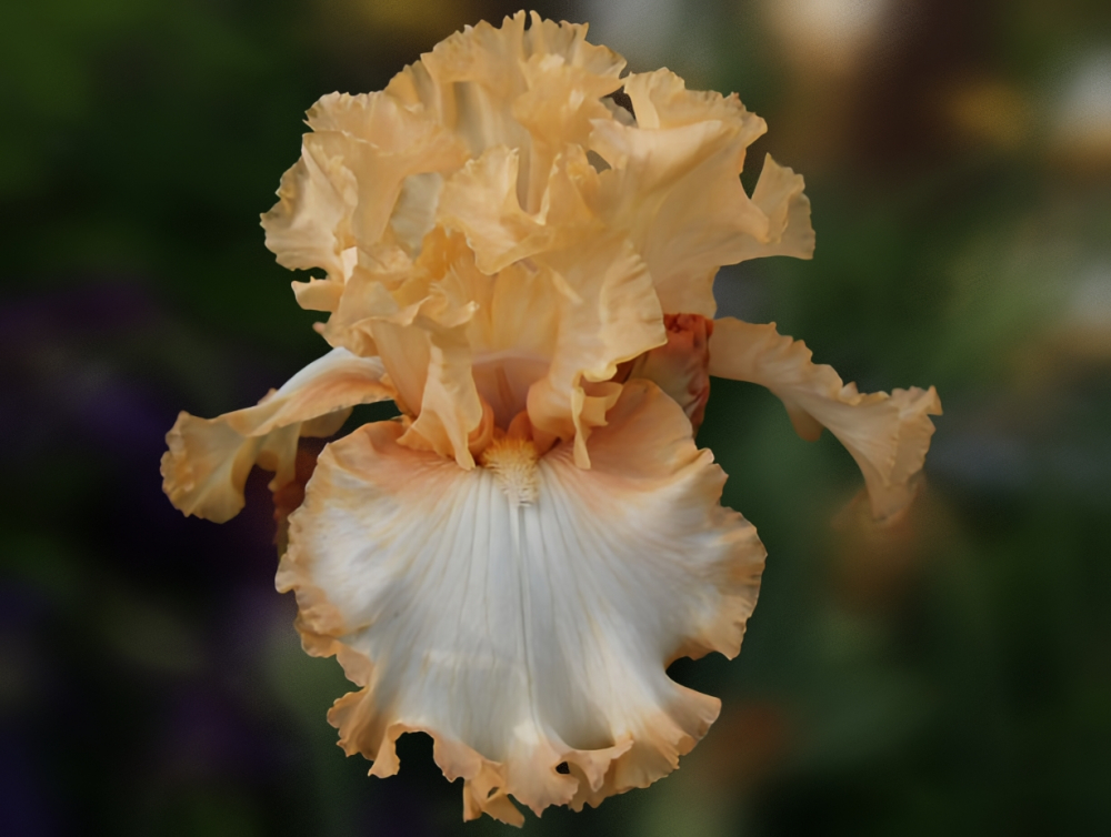 Deliciously Different