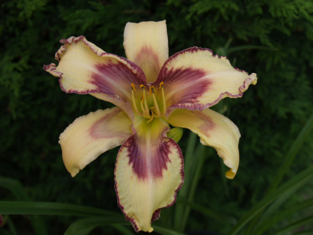 Taglilie Judge Nancy