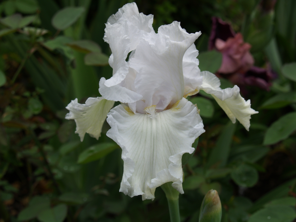 Madeira Belle
