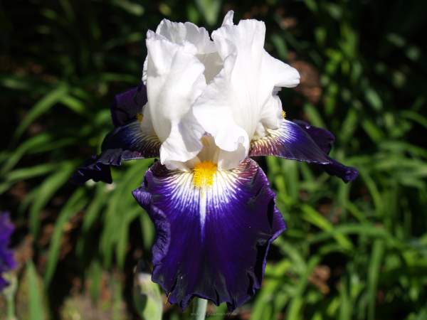 Noctambule