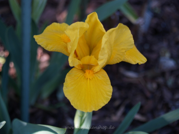 Orange Caper