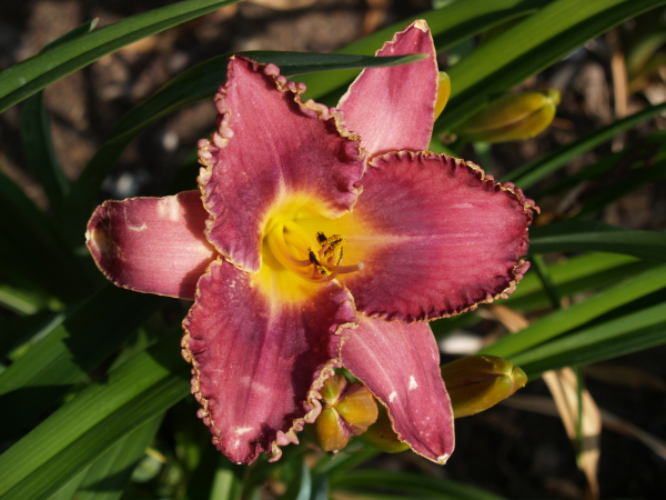 Daylily Asheville Bele Chere