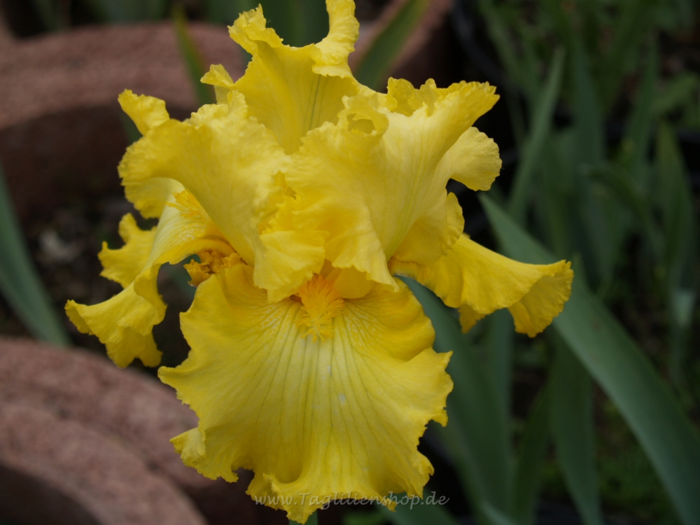 Pot D'Or