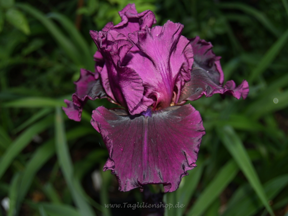 Purple Serenade