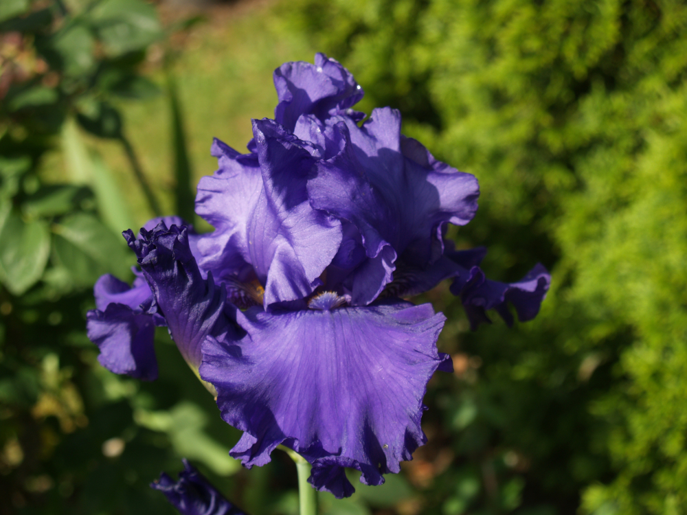 Yaquina Blue
