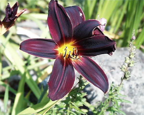 Daylily American Revolution