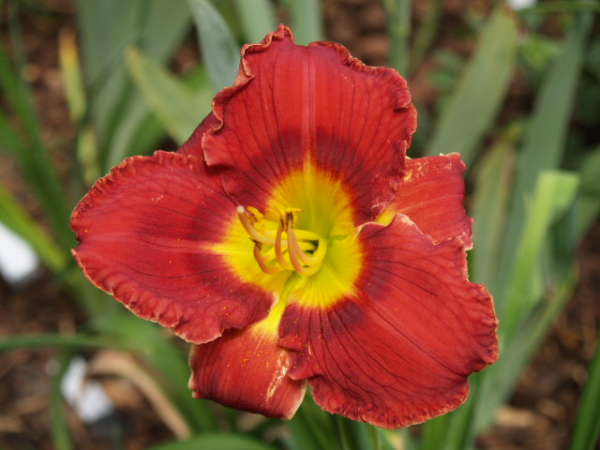 Daylily Carolina Red Bug