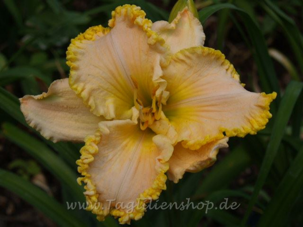 Daylily Carolina Shores