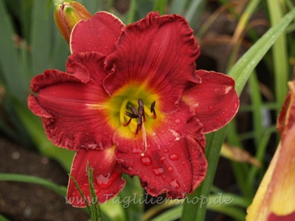 Daylily Cary Grant