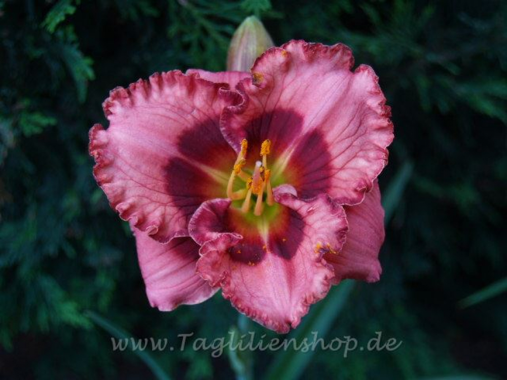 Daylily Cherry Valentine