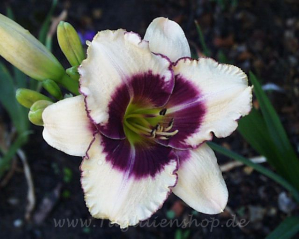Daylily Cindy's Eye