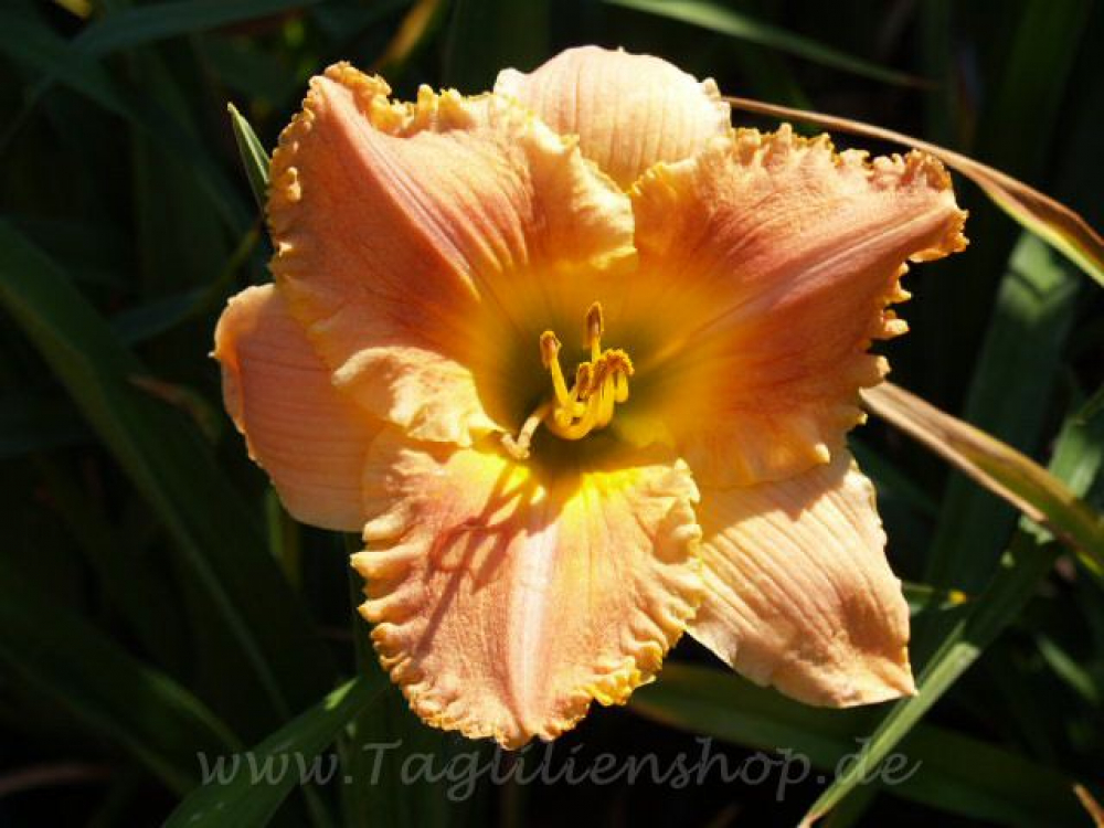 Daylily Classic Moment