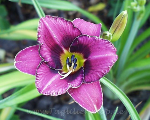 Daylily Commissioner J.W.