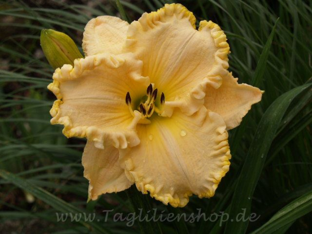 Daylily Cornbread And Chicken