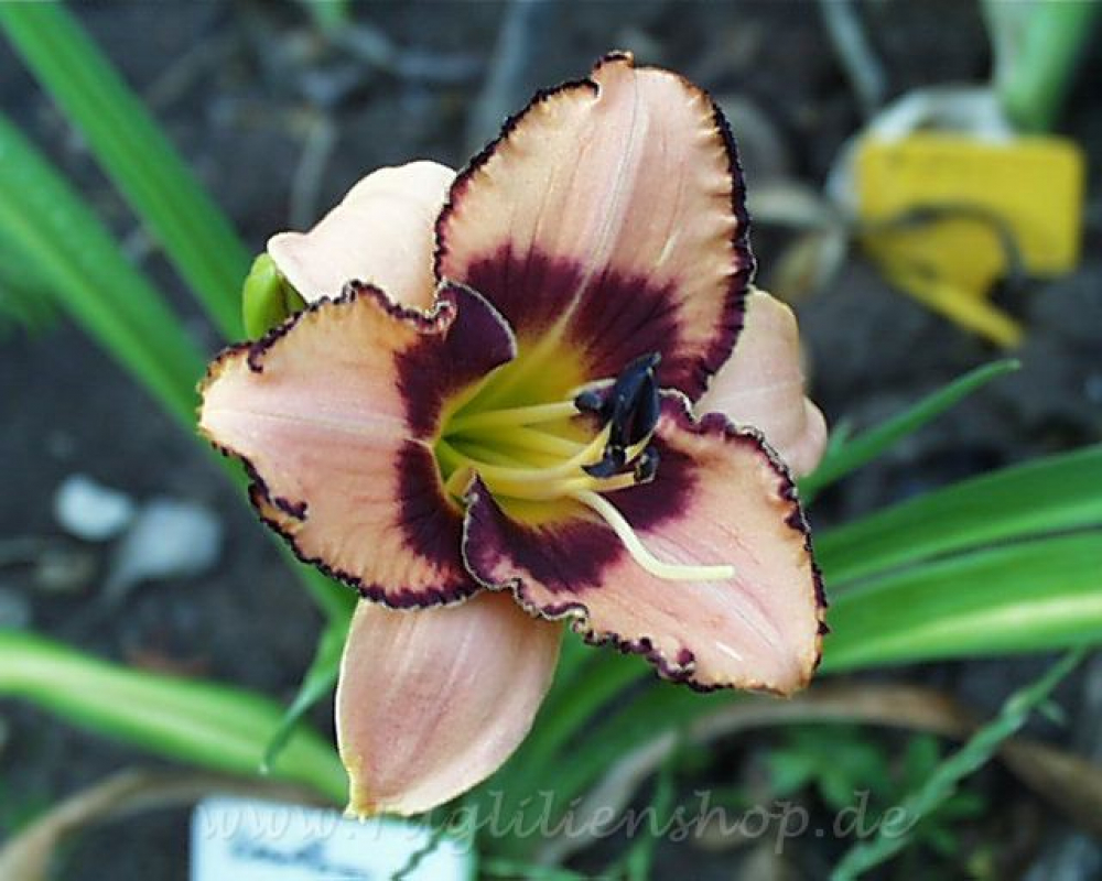 Daylily Custom Styled