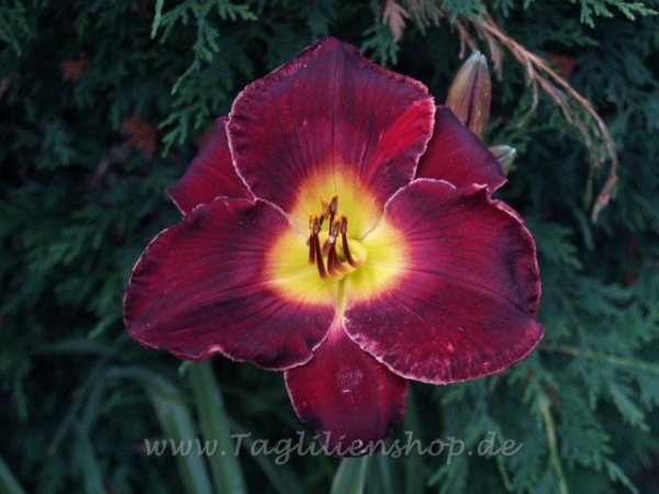 Daylily Diana Grenfell