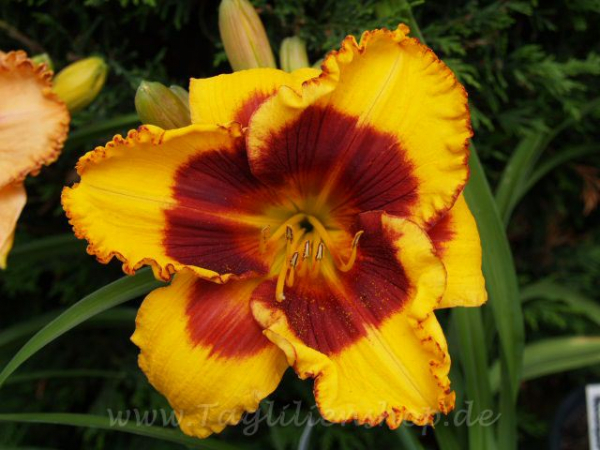 Daylily Dragon Pinata